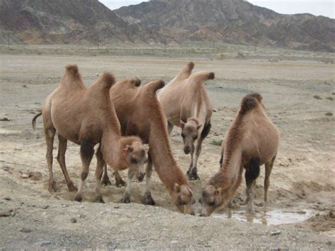 骆驼驼峰储存的是什么（骆驼的两个驼峰里到底藏着什么？这其中的奥秘让很多人都意想不到） | 说明书网