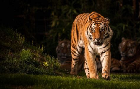 老虎的天敌是什么动物？它是动物最大的天敌-我的宠舍