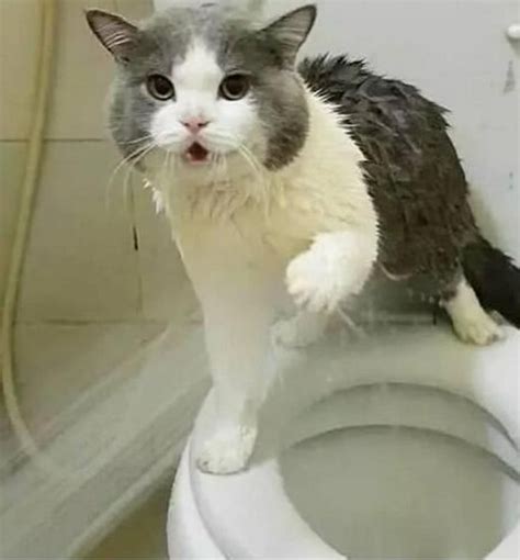给猫洗澡被挠了怎么办，给猫洗澡挠人怎么办-酷派宠物网