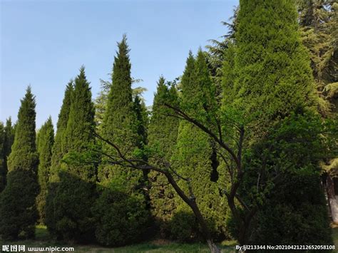 松树景观树拍摄|摄影|风光摄影|茂盛 - 原创作品 - 站酷 (ZCOOL)