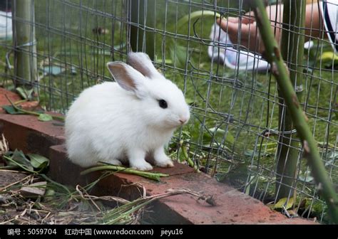 养侏儒兔子要注意什么，请问养侏儒兔子要注意哪些？ - 综合百科 - 绿润百科