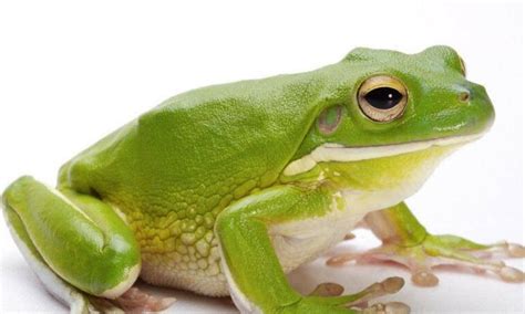 青蛙的生活习性特点，它爱吃什么食物 - 农敢网