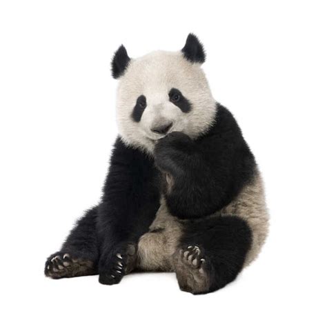 在线直播平台“熊猫TV”更新标志-全力设计