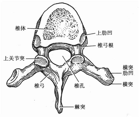 椎骨结构图图片