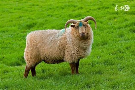 属羊的最近运势如何，我是属羊的我今年的运气怎么样_生肖_若朴堂文化