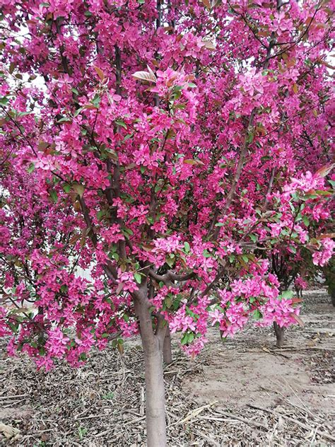 垂枝海棠的花语和文化背景-花百科