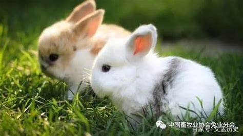 鉴赏｜日韩艺术中的兔：是捣米的月兔，也是爱之神_古代艺术_澎湃新闻-The Paper