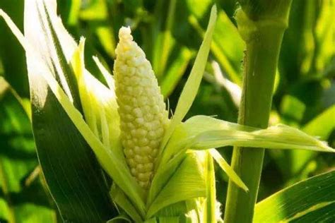 红轴玉米种子有哪些高产品种，产量为多少 - 农敢网