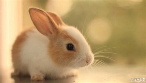 兔子网名大全霸气,关于兔子的好听的昵称 - 悠生活