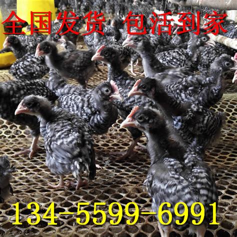 [土鸡苗批发]鸡苗多少钱一只，湖南土鸡苗孵化场厂价直销价格1元/只 - 惠农网