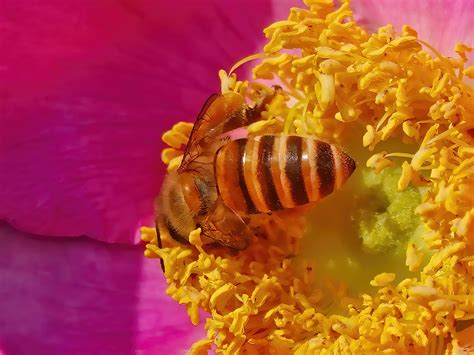 蜜蜂采蜜高清图片下载-正版图片501723704-摄图网