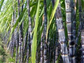 甘蔗种植技术如何选种 - 知乎