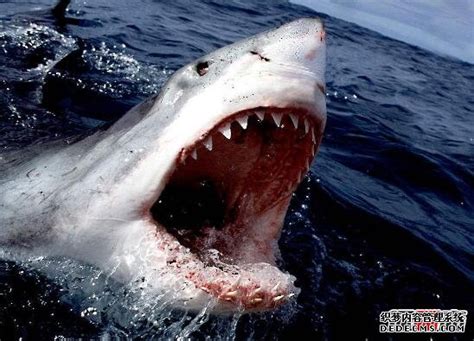地球上是最大的食肉动物，古噬人鲨吃人图片(21米/103吨)_小狼观天下