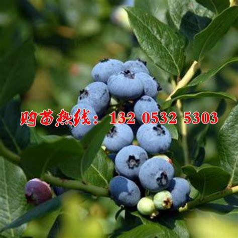 盆栽蓝莓的种植方法_360新知