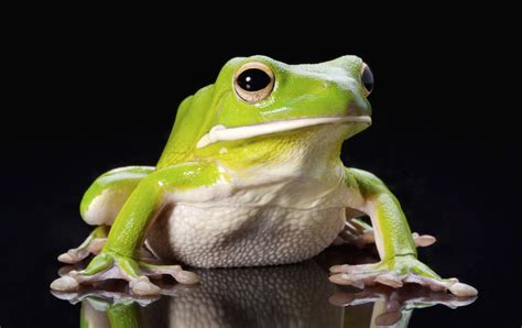 大青蛙的特点有哪些 - 业百科