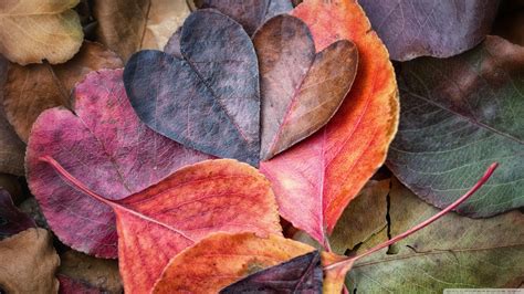 Fall in Love Wallpaper (68+ pictures)