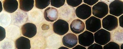 蜂窝对蜜蜂有什么作用？ - 蜂巢 - 酷蜜蜂
