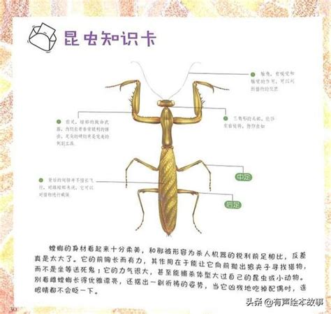 螳螂的种类 - 业百科