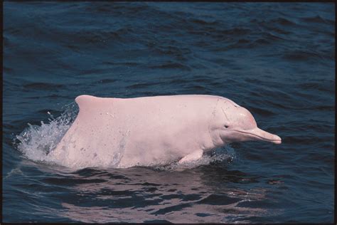台湾一只中华白海豚之死 - 神秘的地球 科学|自然|地理|探索
