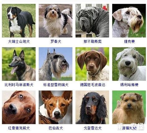 大型狗狗品种大全及图片（十四种大型宠物犬排名大全）—趣味生活常识网