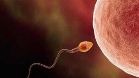 精子和卵子是怎么结合的？3D动画演示，场面十分震撼_腾讯视频