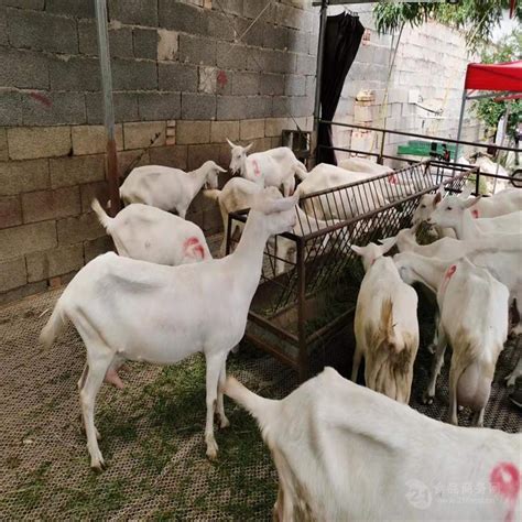 奶羊 奶羊 日产奶十斤奶山羊视频 山东济宁-食品商务网