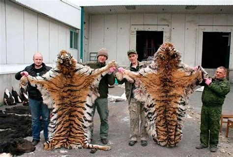 俄商人罗曼诺夫猎杀6只濒危老虎 被罚超100万元_国际新闻_海峡网