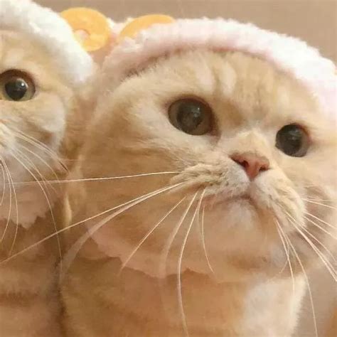 可爱猫咪和甜美女生头像