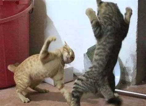 家里两只猫总是打架怎么办 - 知乎