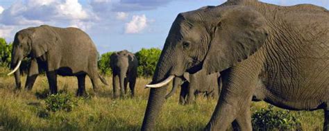 大象的特点和外形描述 大象有什么特点_知秀网