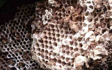 露蜂房性味归经及功效主治 - 蜂巢 - 酷蜜蜂