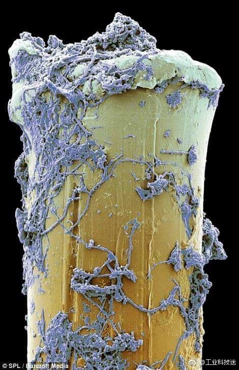 微观1590：显微镜下的头发丝，宛如穿山甲的鳞片一般_腾讯视频