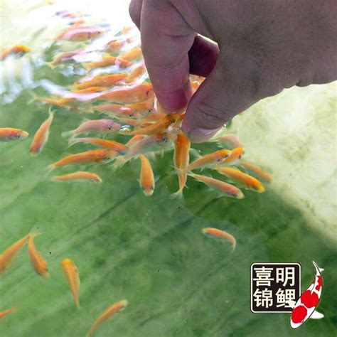 锦鲤水花苗种成长记录---从孵化到一选的全过程 - 阿里巴巴商友圈