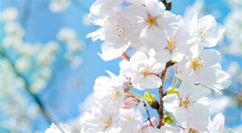 云赏花丨春暖花已开 静待希望来 - 成都 - 无限成都-成都市广播电视台官方网站