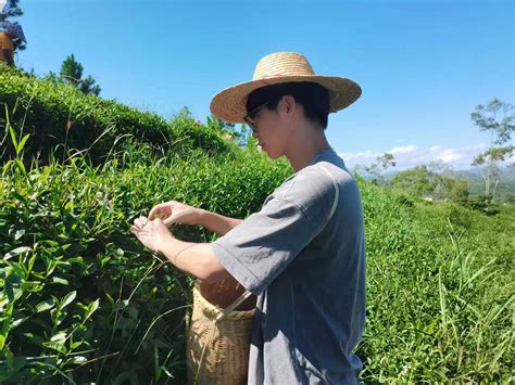 年轻的“老茶人”：辛勤深耕茶产业，非遗传承韵悠长