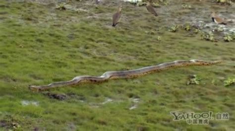 巨蛇蛇,上最大巨蛇,掘机出16米长巨蛇_大山谷图库