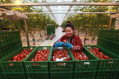 四川眉山：“订单蔬菜”种植忙-人民图片网