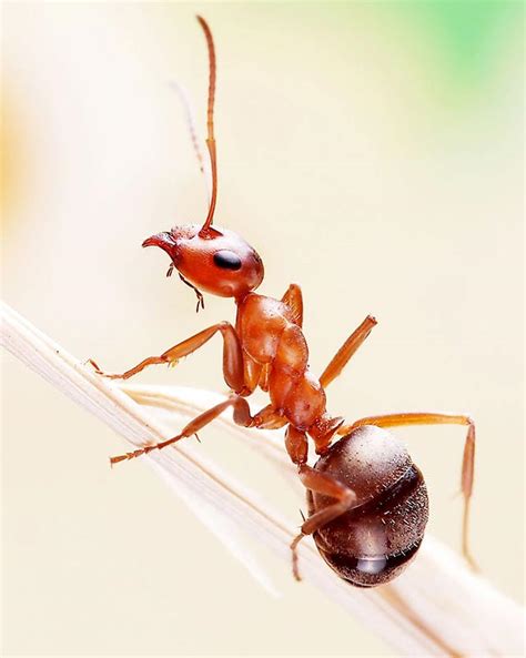 蚂蚁分采集速度吗？ - 小小蚁国-送极品蚂蚁-小米游戏中心