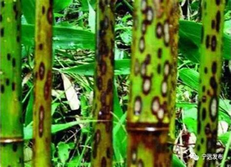 斑竹应用于公园绿化 - 泰和森联竹类苗木有限公司