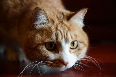 大脸猫图片