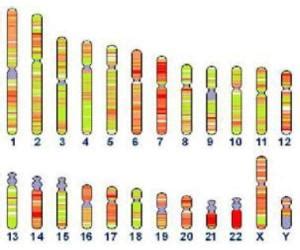 人类基因组的第一个全分辨率遗传图谱发布