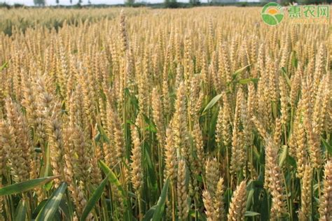 2021小麦品种十大排名 - 惠农网