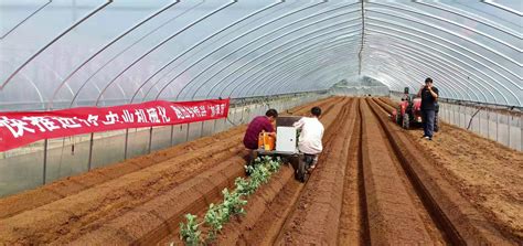 江苏镇江：十几分钟就能完成草莓大棚撒肥作业 机械化助力产业提档升级 - 市县动态 - 农机动态 - 买农机网