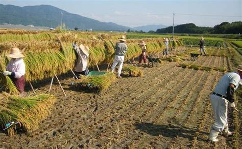 实拍日本农村的真实面貌: 农业是高补助产业|日本|农村|耕作_新浪网