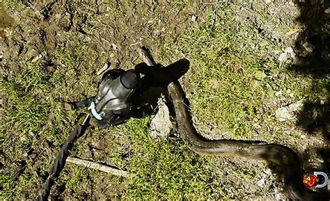 真正的蛇吞象！世界最大蟒蛇长达12米，轻松吞下大象！_腾讯视频
