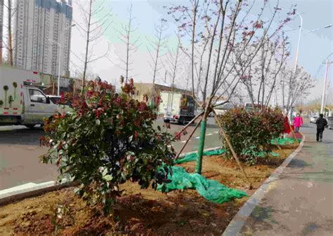 灌木种植已完成65%!车站西路绿化种植计划4月中旬完成__凤凰网