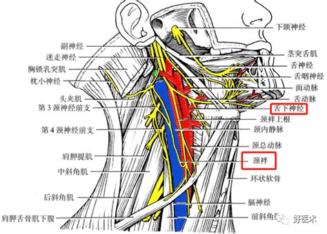 脖子部位图解图片