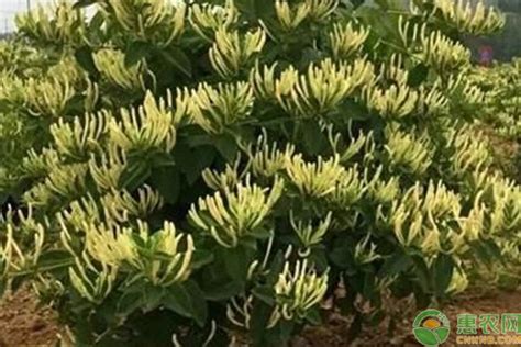 「金银花种子」最新金银花种子_价格_图片_种植技术-江苏长景园林