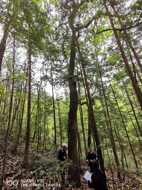 麻栎：官山国家级自然保护区 - 中国自然保护区生物标本资源共享平台