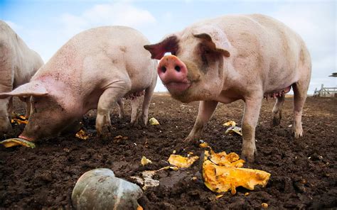 今日猪价弱势下跌，养猪人心里不必慌，养猪“福气”还在后头农业资讯-农信网